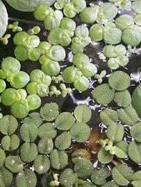 Piante Galleggianti Acqario Dolce (Mix 5€)