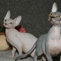 Cuccioli sphynx