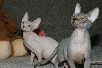 Cuccioli sphynx