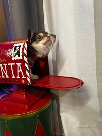 Chihuahua maschio tan micro con pedigree