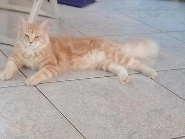 Main coon