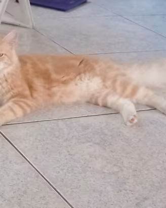 Main coon