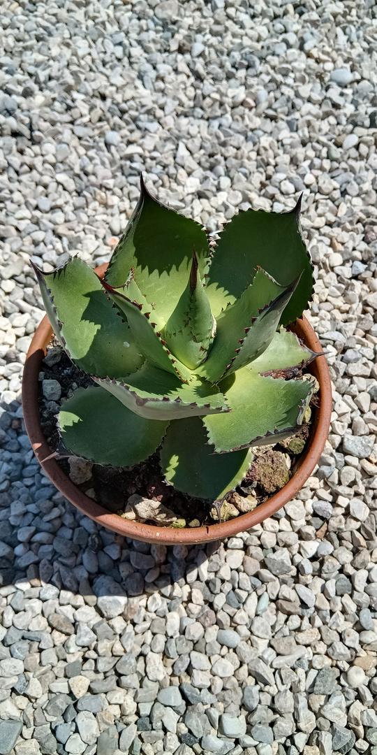 Agave Chiapensis - Giardino e Fai da te In vendita a Venezia