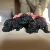 Barboncini toy cuccioli