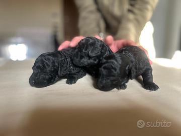 Barboncini toy cuccioli