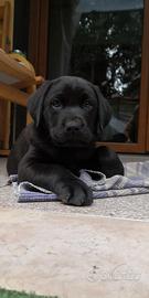 Cucciolo di Labrador Retriever nero