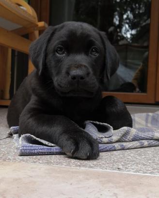 Cucciolo di Labrador Retriever nero