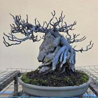 bonsai fico su roccia