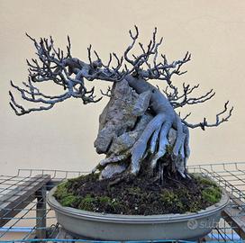 bonsai fico su roccia