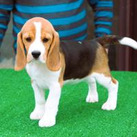 Cuccioli di beagle alta genealogia