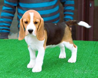 Cuccioli di beagle alta genealogia