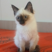 Cucciolo di gatto siamese
