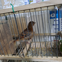 Ibrido F1 cardinalino per canarina