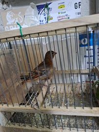 Ibrido F1 cardinalino per canarina