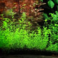 Perl Weed - Hemianthus pianta acquario