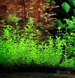 Perl Weed - Hemianthus pianta acquario