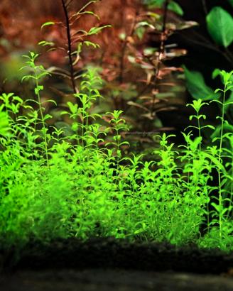 Perl Weed - Hemianthus pianta acquario