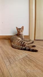 Gatti 