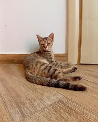Gatti 