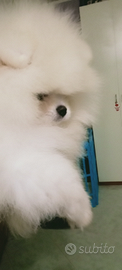 Spitz Pomerania pedigree ENCI