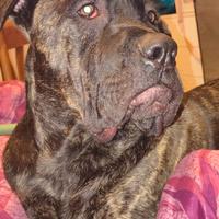 Cucciolo cane corso di 10 mesi