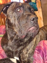Cucciolo cane corso di 10 mesi