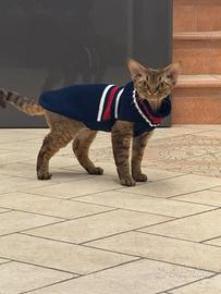 Devon Rex maschio con pedigree per monta
