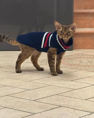 Devon Rex maschio con pedigree per monta