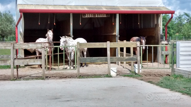 Tendone struttura TLM