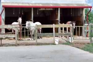 Tendone struttura TLM