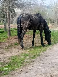 Trotter da passeggiata