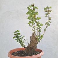 bonsai biancospino