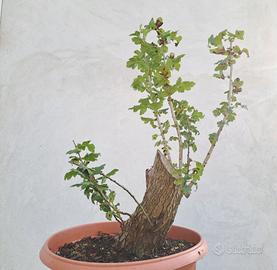 bonsai biancospino