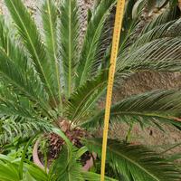 Pianta Cycas