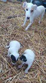 Cuccioli jack russell