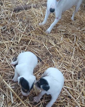 Cuccioli jack russell