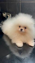 Spitz Pomerania toy nano