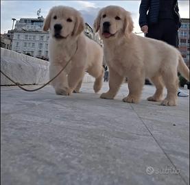 Golden Retriever linea americana