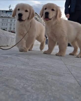 Golden Retriever linea americana