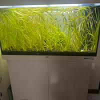 Vallisneria piante acquario