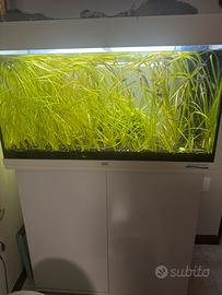 Vallisneria piante acquario