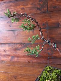 Bonsai di ginepro comune