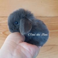 Cucciolo di coniglio di razza Ariete Nano blu