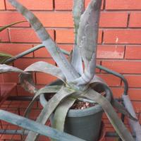 agave americana - pianta grassa 