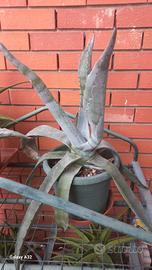 agave americana - pianta grassa 