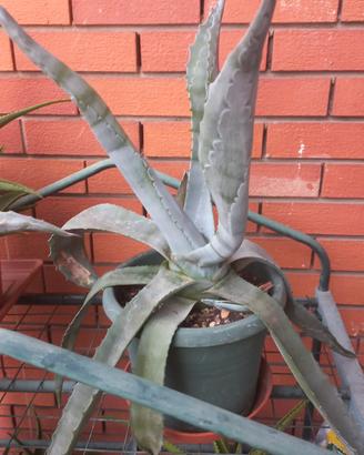 agave americana - pianta grassa 