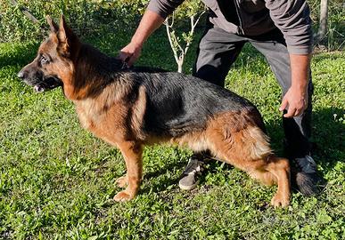 Cuccioli di Pastore Tedesco