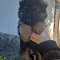 Cuccioli pastore tedesco