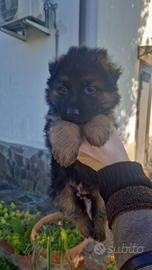 Cuccioli pastore tedesco