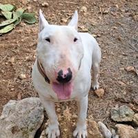 Bull Terrier per monta